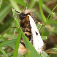 Epicoma melanospila at Wingecarribee Local Government Area - 29 Mar 2024