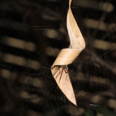 Phonognatha graeffei (Leaf Curling Spider) at Moncrieff, ACT - 1 Apr 2024 by smithga