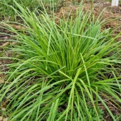 Carex sp. at Blue Gum Point to Attunga Bay - 2 Apr 2024 10:01 AM