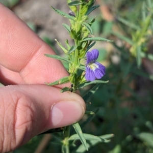 Stemodia florulenta at Yanga, NSW - 1 Apr 2024