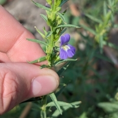 Stemodia florulenta at Yanga, NSW - 1 Apr 2024