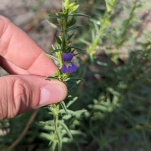 Stemodia florulenta at Yanga, NSW - 1 Apr 2024 01:18 PM