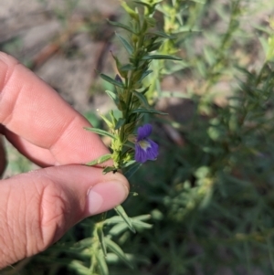 Stemodia florulenta at Yanga, NSW - 1 Apr 2024