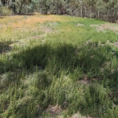 Stemodia florulenta at Yanga, NSW - 1 Apr 2024