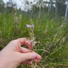 Epilobium pallidiflorum (Showy Willow Herb) at Kambah, ACT - 1 Apr 2024 by rangerstacey