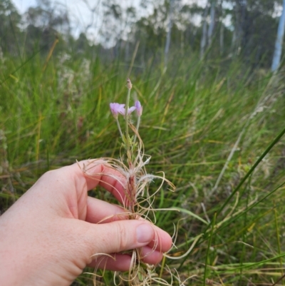 Epilobium pallidiflorum (Showy Willow Herb) at Kambah, ACT - 1 Apr 2024 by rangerstacey