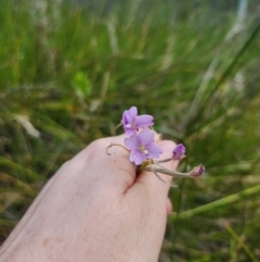 Epilobium pallidiflorum at Jedbinbilla - 1 Apr 2024