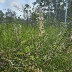 Epilobium pallidiflorum at Jedbinbilla - 1 Apr 2024