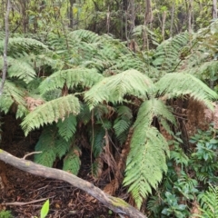 Dicksonia antarctica (Soft Treefern) at Kambah, ACT - 31 Mar 2024 by rangerstacey