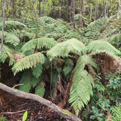 Dicksonia antarctica (Soft Treefern) at Kambah, ACT - 31 Mar 2024 by rangerstacey