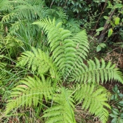 Dicksonia antarctica at Jedbinbilla - suppressed