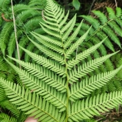 Dicksonia antarctica at Jedbinbilla - suppressed