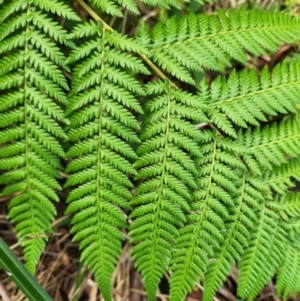 Dicksonia antarctica at Jedbinbilla - suppressed