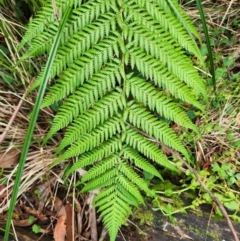 Dicksonia antarctica at Jedbinbilla - 31 Mar 2024