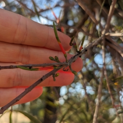 Lysiana exocarpi subsp. exocarpi (Harlequin Mistletoe) at Mungo National Park - 29 Mar 2024 by Darcy