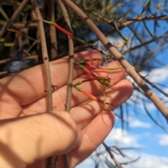 Lysiana exocarpi subsp. exocarpi at Mungo National Park - 29 Mar 2024