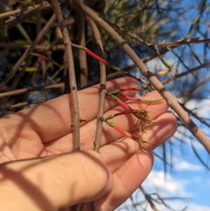 Lysiana exocarpi subsp. exocarpi at Mungo National Park - 29 Mar 2024