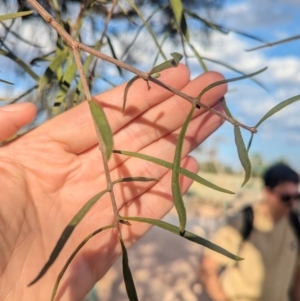 Lysiana exocarpi subsp. exocarpi at Mungo National Park - 29 Mar 2024