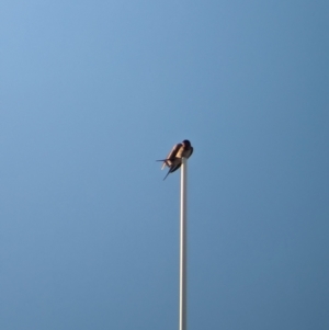 Hirundo neoxena at Mungo National Park - 29 Mar 2024 06:35 PM