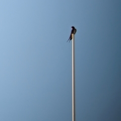 Hirundo neoxena at Mungo National Park - 29 Mar 2024 06:35 PM