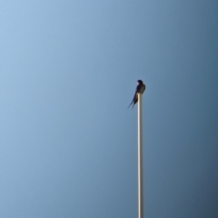 Hirundo neoxena at Mungo National Park - 29 Mar 2024