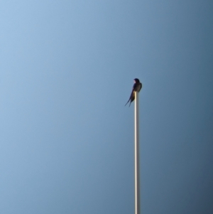 Hirundo neoxena at Mungo National Park - 29 Mar 2024 06:35 PM