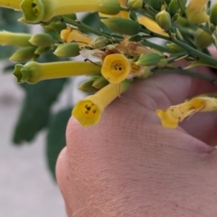 Nicotiana glauca (Tree tobacco) at Mungo National Park - 29 Mar 2024 by Darcy