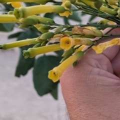 Nicotiana glauca at Mungo National Park - 29 Mar 2024