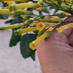 Nicotiana glauca at Mungo National Park - 29 Mar 2024 07:22 PM