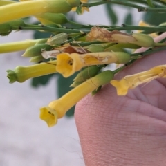 Nicotiana glauca at Mungo National Park - 29 Mar 2024 07:22 PM