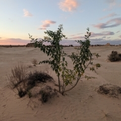Nicotiana glauca at Mungo National Park - 29 Mar 2024 07:22 PM