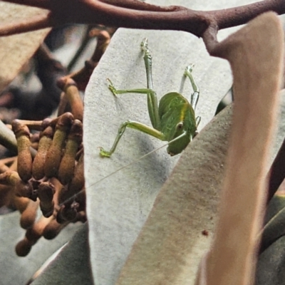 Caedicia simplex (Common Garden Katydid) at Captains Flat, NSW - 2 Apr 2024 by Csteele4