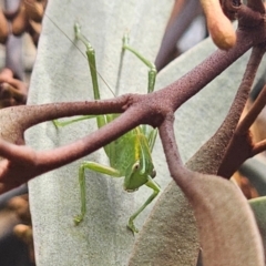 Caedicia simplex at QPRC LGA - 2 Apr 2024