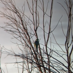 Barnardius zonarius (Australian Ringneck) at Mungo, NSW - 29 Mar 2024 by Darcy