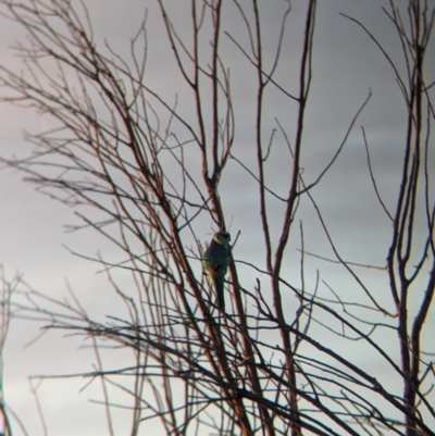 Barnardius zonarius (Australian Ringneck) at Mungo, NSW - 30 Mar 2024 by Darcy