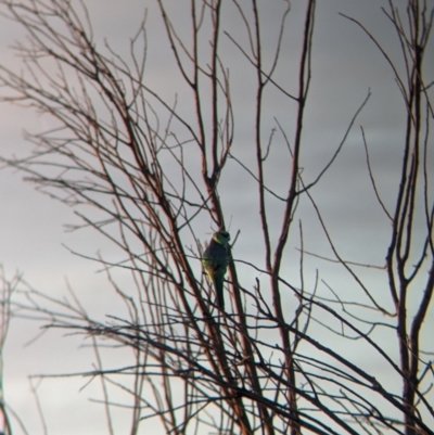 Barnardius zonarius (Australian Ringneck) at Mungo, NSW - 30 Mar 2024 by Darcy