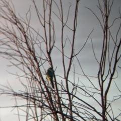 Barnardius zonarius at Mungo National Park - 30 Mar 2024 07:51 AM