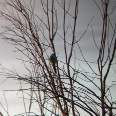 Barnardius zonarius at Mungo National Park - 30 Mar 2024 07:51 AM