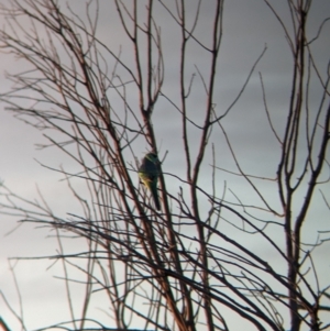 Barnardius zonarius at Mungo National Park - 30 Mar 2024