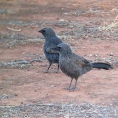 Struthidea cinerea (Apostlebird) at Mungo National Park - 29 Mar 2024 by Darcy