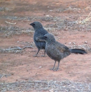 Struthidea cinerea at Mungo National Park - 30 Mar 2024 07:54 AM