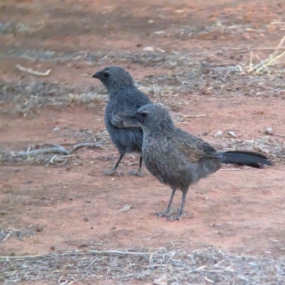 Struthidea cinerea (Apostlebird) at Mungo National Park - 30 Mar 2024 by Darcy