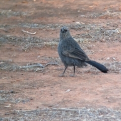 Struthidea cinerea at Mungo National Park - 30 Mar 2024 07:54 AM