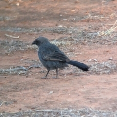 Struthidea cinerea at Mungo National Park - 30 Mar 2024 07:54 AM