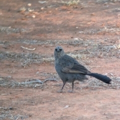 Struthidea cinerea at Mungo National Park - 30 Mar 2024 07:54 AM