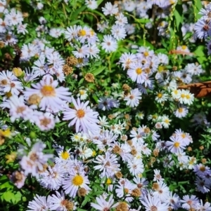 Symphyotrichum novi-belgii at Melba, ACT - 25 Mar 2024 12:55 PM