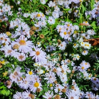 Symphyotrichum novi-belgii (Michaelmas Daisy) at Melba, ACT - 25 Mar 2024 by HarleyB