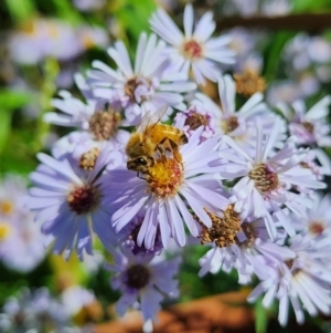 Symphyotrichum novi-belgii at Melba, ACT - 25 Mar 2024