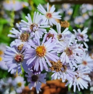 Symphyotrichum novi-belgii at Melba, ACT - 25 Mar 2024