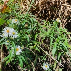 Symphyotrichum novi-belgii at Melba, ACT - 25 Mar 2024